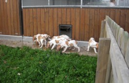 Giardino esterno per ricreazione cuccioli adiacente alla sala parto