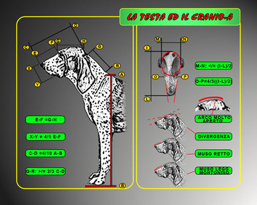 03-testa cranio-a